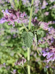 Nepeta × faassenii