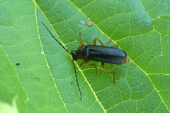 Cantharis flavilabris