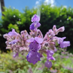 Nepeta × faassenii