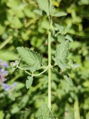 Nepeta × faassenii