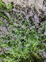 Nepeta × faassenii