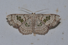 Scopula cuneilinea