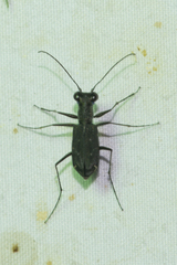 Cylindera viduata