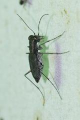 Cylindera viduata