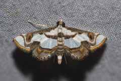 Agassiziella