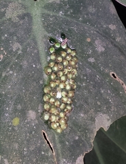 Centrolenidae