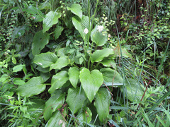 Hosta sieboldiana