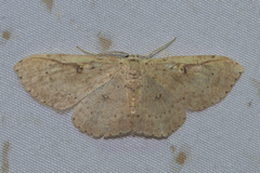 Perixera illepidaria