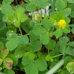 Medicago lupulina