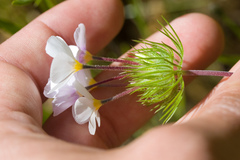 Leptosiphon montanus