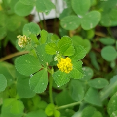 Medicago lupulina