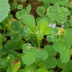 Medicago lupulina