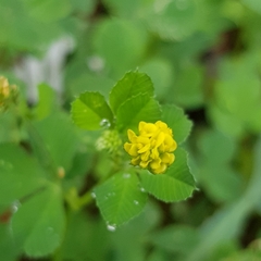 Medicago lupulina