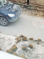 Coccothraustes coccothraustes