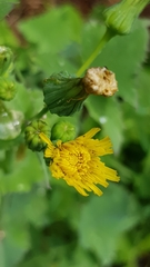 Sonchus oleraceus