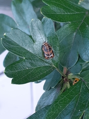 Harmonia axyridis