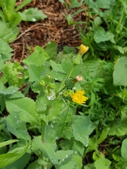 Sonchus oleraceus