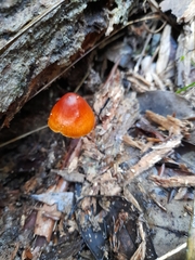 Mycena toyerlaricola