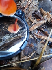 Mycena toyerlaricola