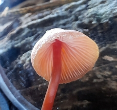 Mycena toyerlaricola