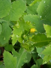 Sonchus oleraceus