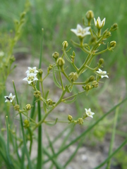 Thesium linophyllon