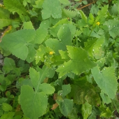 Sonchus oleraceus