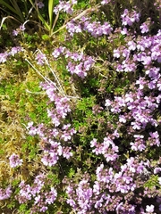 Thymus caespititius