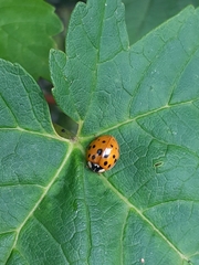 Harmonia axyridis