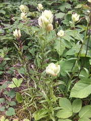 Castilleja septentrionalis