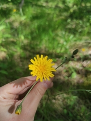 Hieracium