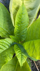 Phytolacca americana