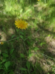 Hieracium