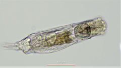 Dicranophorus grandis