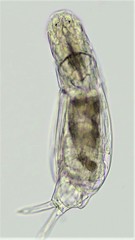 Dicranophorus grandis