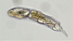 Dicranophorus grandis