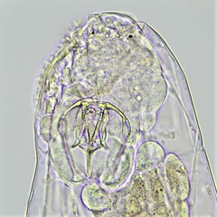 Dicranophorus grandis