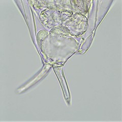 Dicranophorus grandis