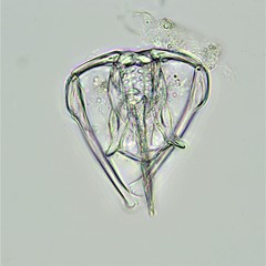 Dicranophorus grandis