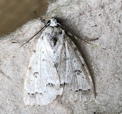 Acronicta innotata