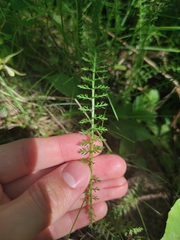 Achillea millefolium