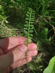 Achillea millefolium