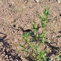 Calopteryx splendens