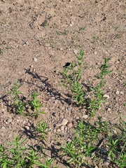 Calopteryx splendens