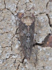 Paraphlepsius collitus