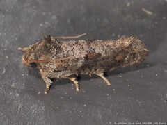 Acrolophus piger