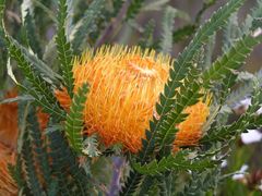 Banksia formosa