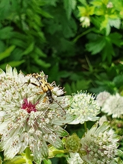 Rutpela maculata