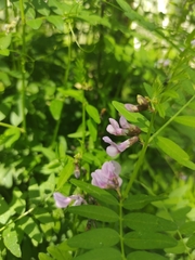 Vicia sepium