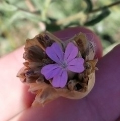 Petrorhagia